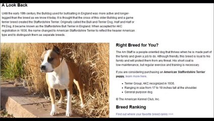 PERROS ASESINOS 2 (PIT BULL ATTACK 2)