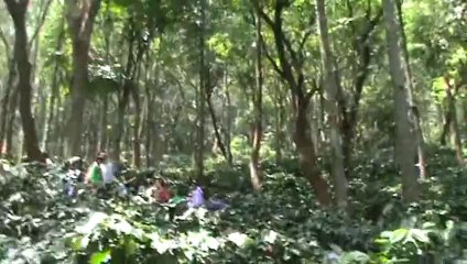 Cofee Estates en route to Araku SKMClasses Subhashish 2