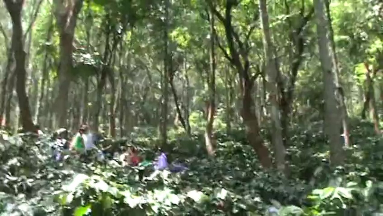 Cofee Estates en route to Araku SKMClasses Subhashish 2