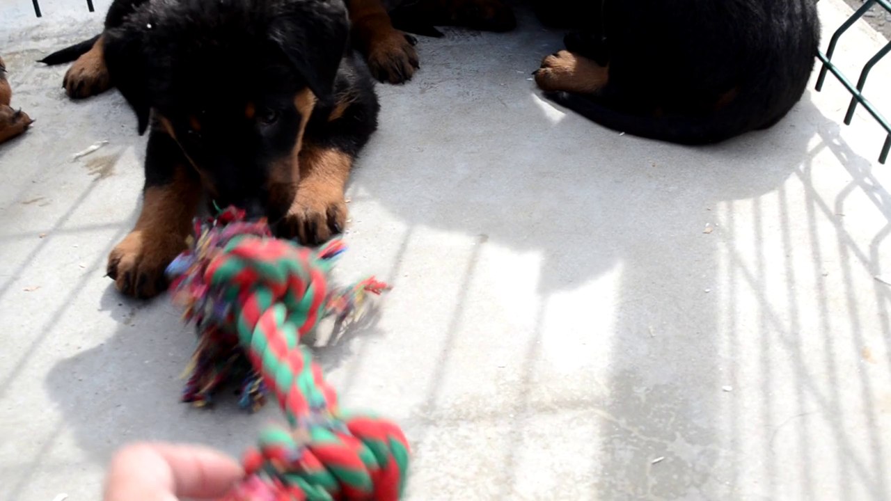Chiots Beauceron de Eurêka Leen x Daktari Lee de la Plaine d'Astrée à 6 semaines.
