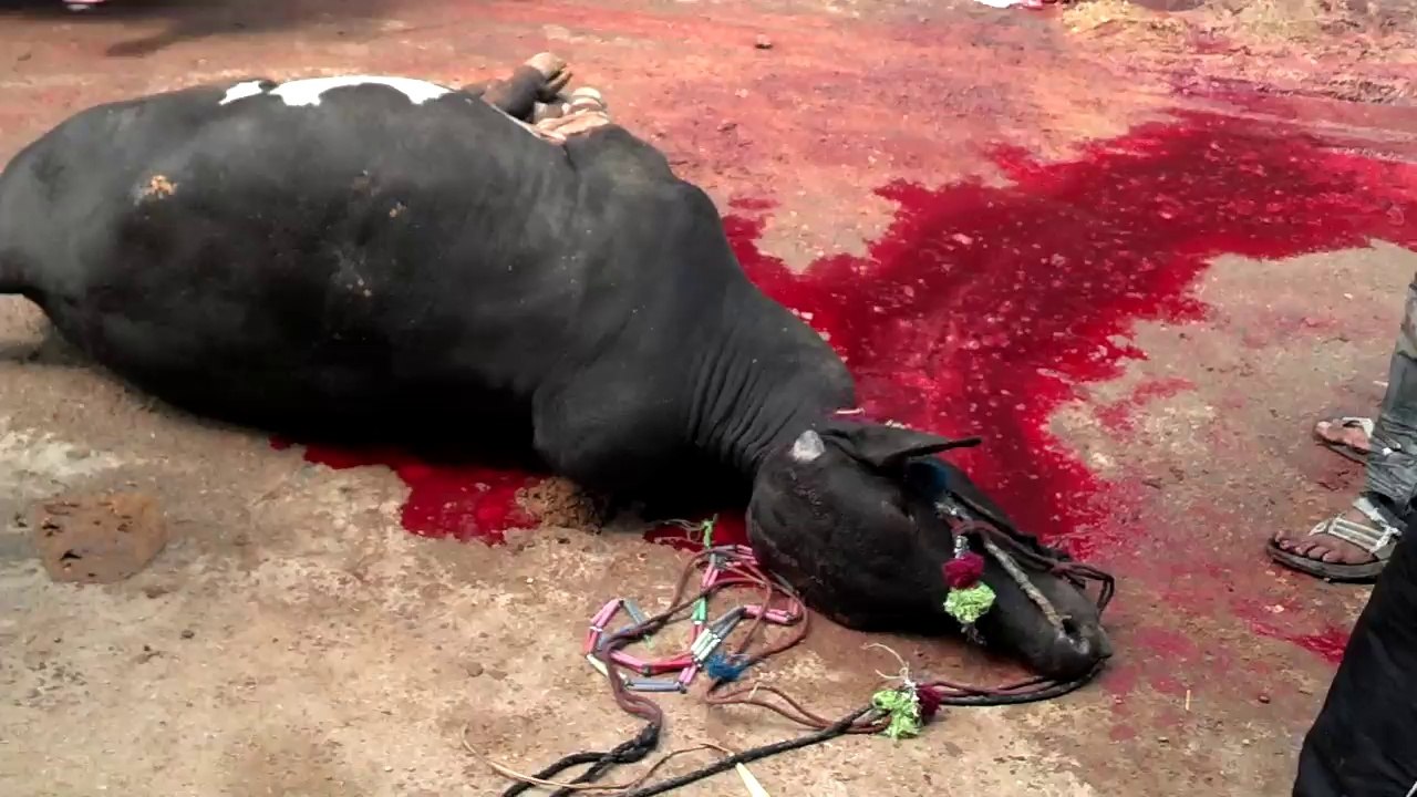 Qurbani 2014 (Eid Day)