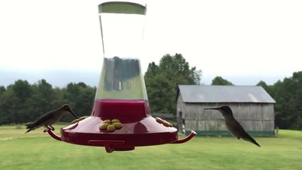 Hummingbirds