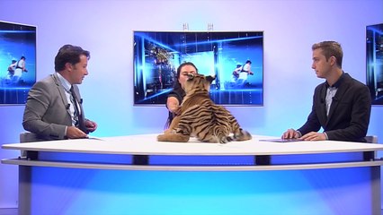 Marseille : un tigre dans les locaux de La Provence