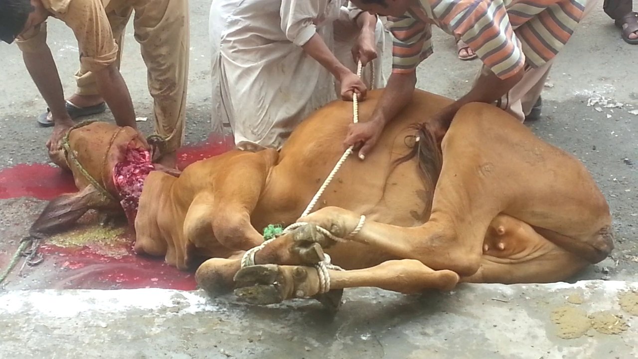 Cow Qurbani 2014 in Islampura Lahore