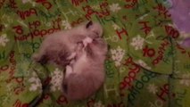 Himalayan Kittens playing