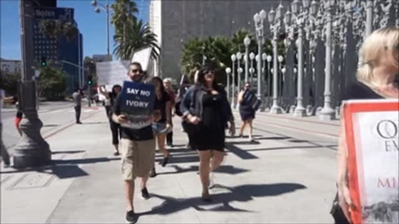 Fil ve Gergedan Katline Protesto - Los