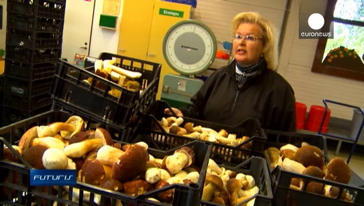 A természet bőséges ajándéka: 2,5 milliárd eurónyi gomba és gyümölcs terem vadon Európa erdeiben