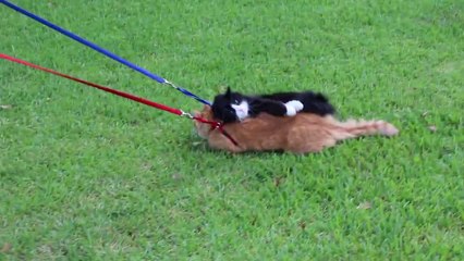 Simon est la chat le plus feignant de toute la toile