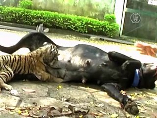 Собака «усыновила» тигрёнка