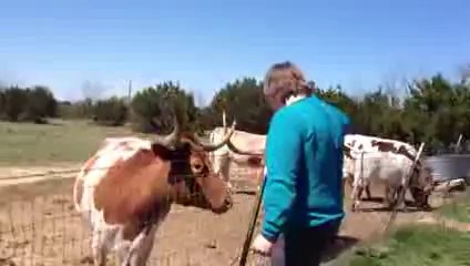 Feeding Longhorn Cattle In Glen Rose, TX