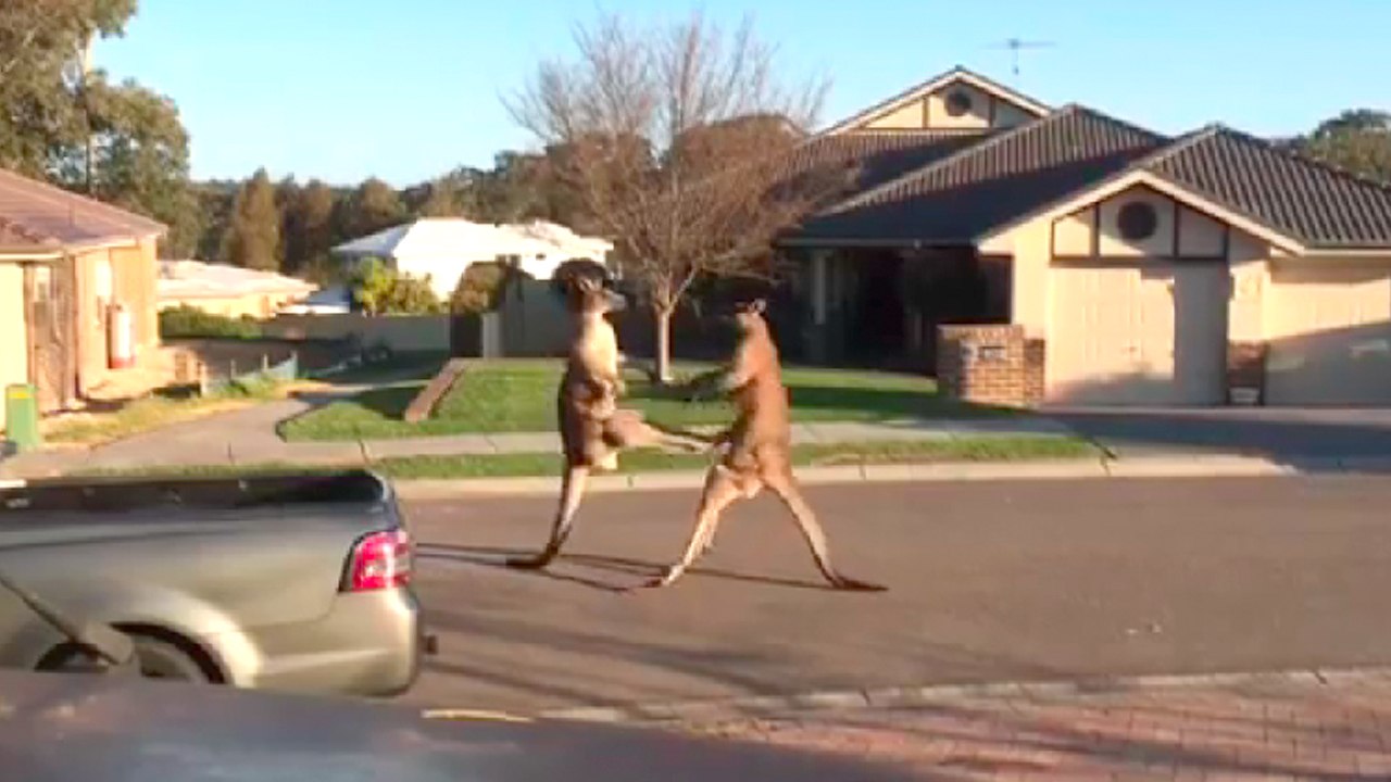 Deux kangourous se boxent en pleine rue