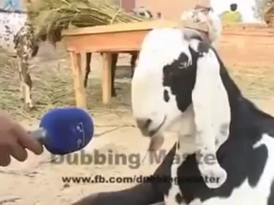 EiD show