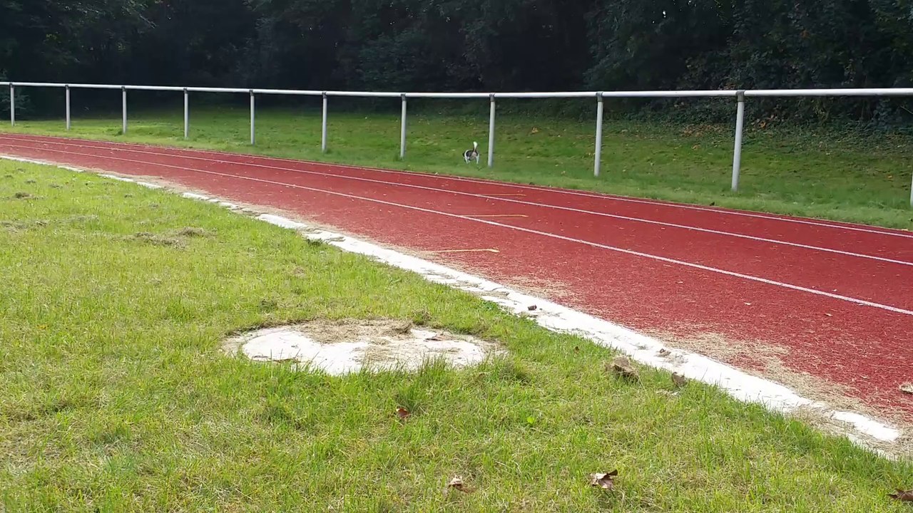 Rolli erste mal ohne Leine in Bonn