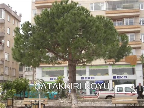 güngör yıldız......KURDUN YUVALARINI-AYDIN GÜNER