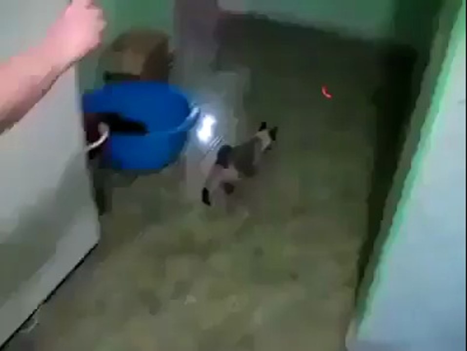 funny cat