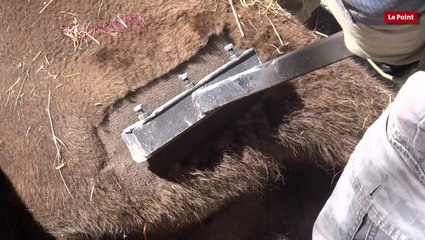 Marquage au fer d'un bison sur la Côte d'Azur