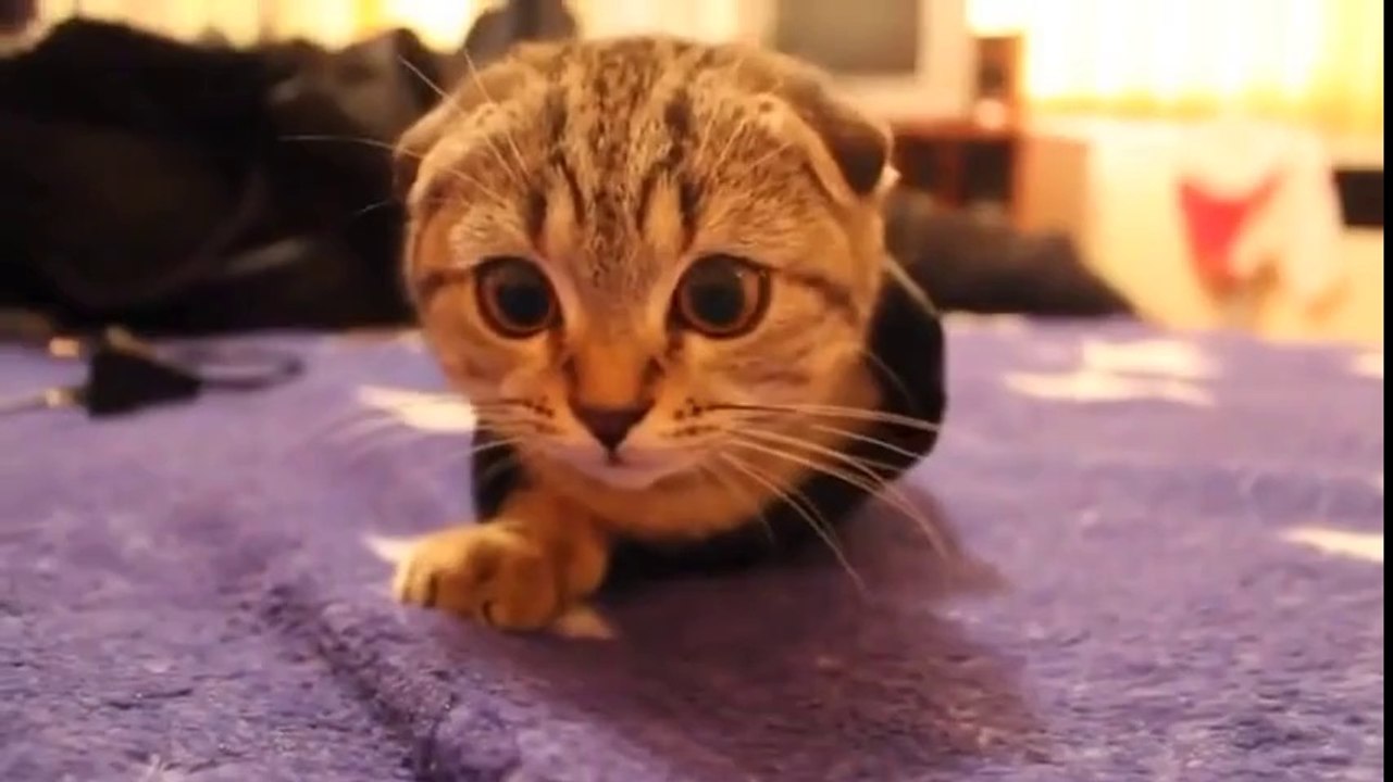Cute cat
