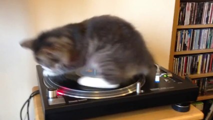 DJ CAT
