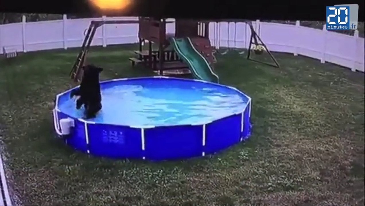Un ours s'incruste dans une piscine familiale