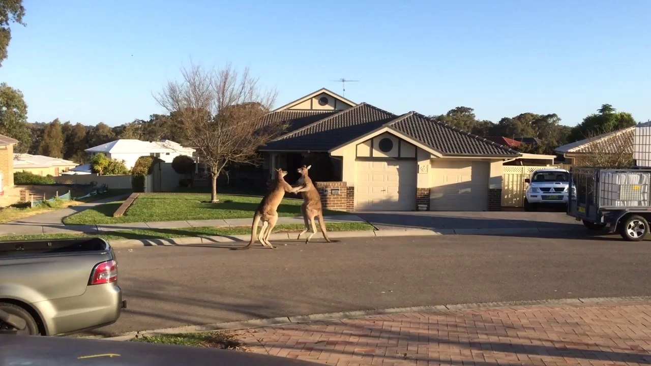Bagarre de rue entre kangourous en Australie