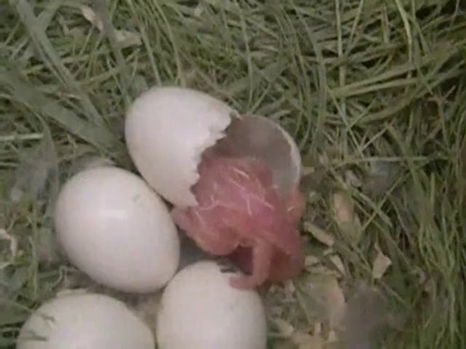 Nacimiento de un pollito
