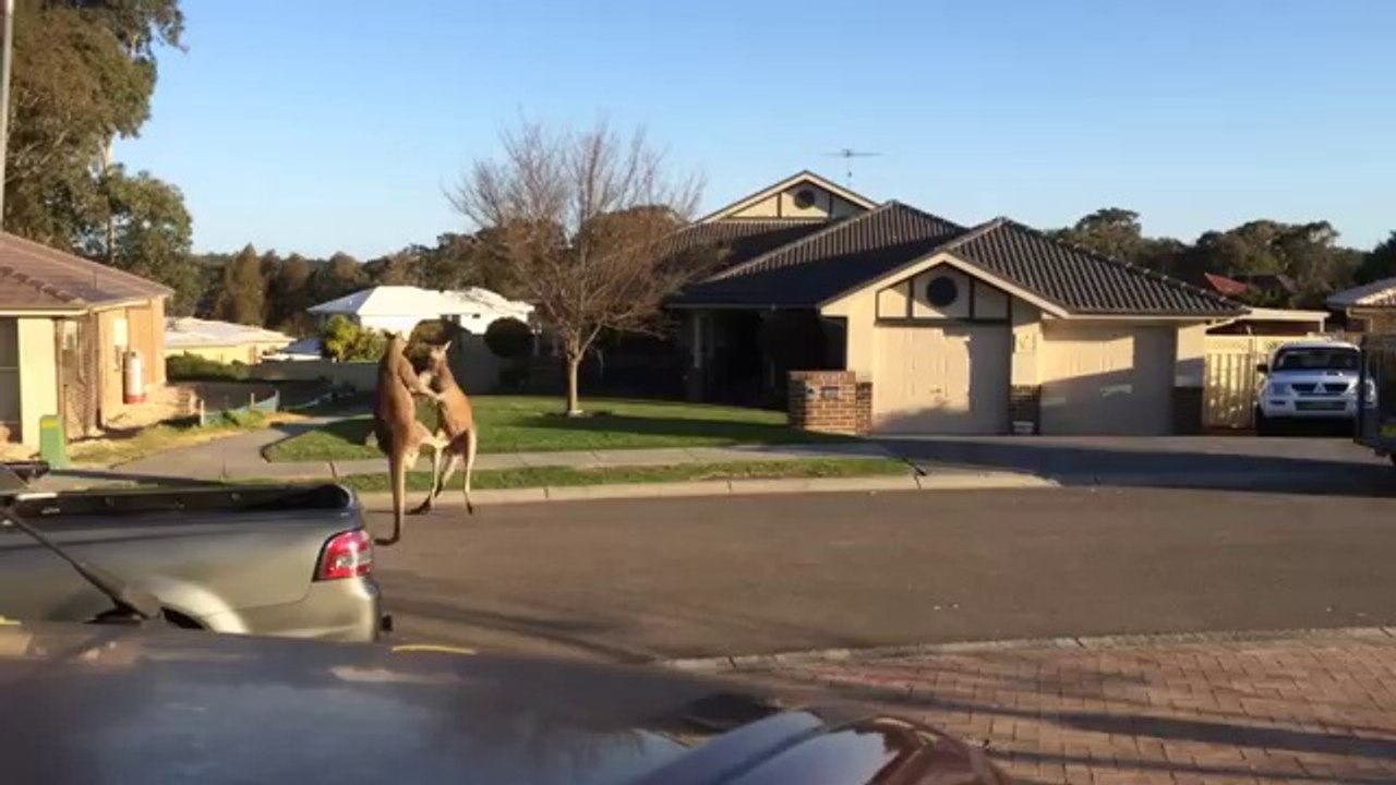 En Australie, les bagarres de rue rassemblent des boxeurs bien insolites !