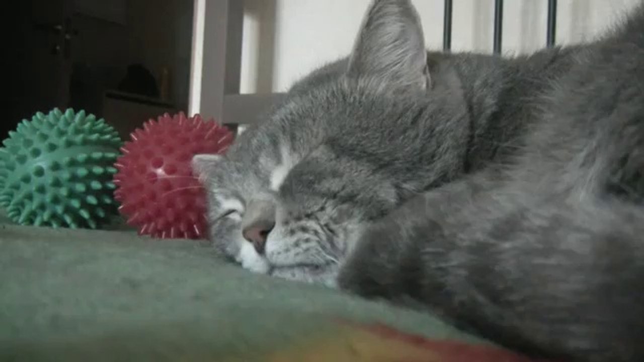 Quand je tousse mon chat  miaule