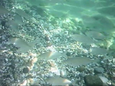 Giardini Naxos beach; Fish swimming - Spiaggia di Giardini Naxos; pesci che nuotano