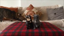 Kitten Jam Sequel Blooper Reel Video (funny cats/kitty rehearsing their dance routine)