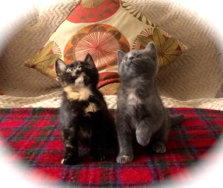 Kitten Jam Sequel Video (funny cats/kittens dancing and moshing) (official)