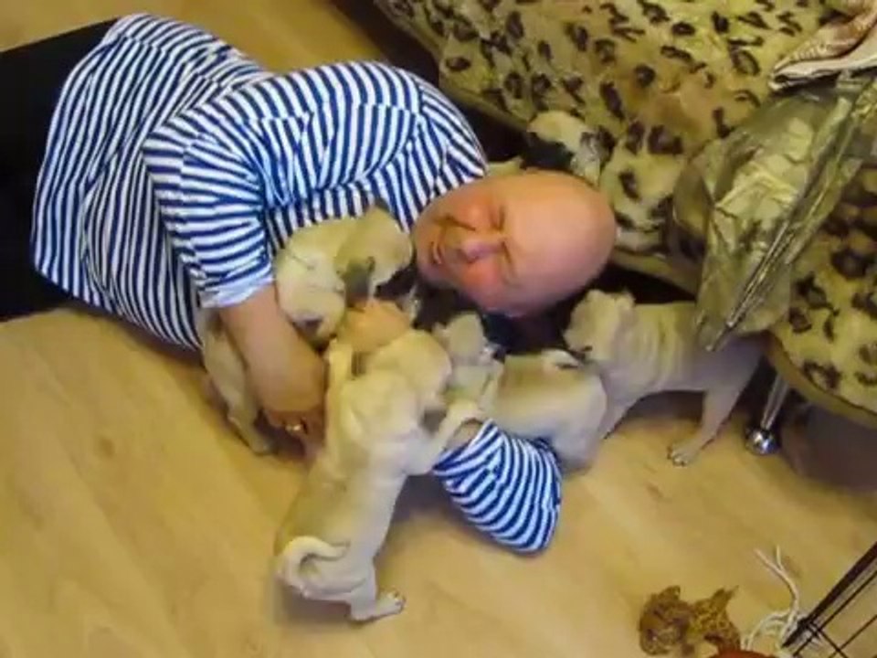 c mignon - attaque de chiots