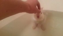 Premier bain d'un bébé lapin. Mignon!