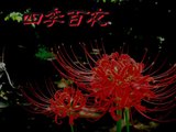 【四季百夜】ワンダフル二九ストーリー　こめつぶ【秋】   ニコニコ動画 GINZA