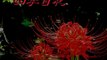 【四季百夜】ワンダフル二九ストーリー　こめつぶ【秋】   ニコニコ動画 GINZA