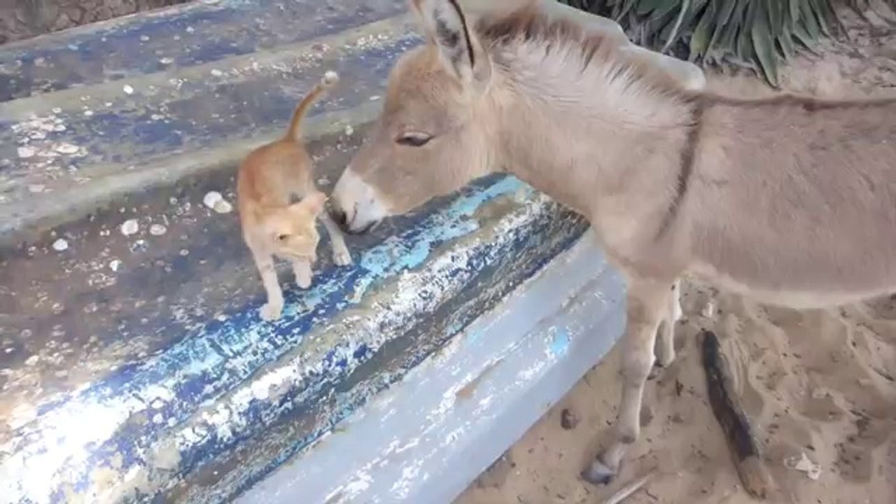 Un ane et un chaton sont les meilleurs amis du monde