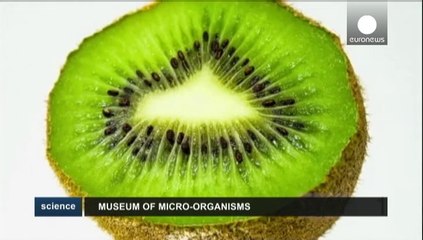 Невидимий світ мікроорганізмів