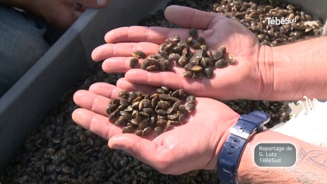 Morbihan. Palourdes : 1,5 million de bébés semés dans le Golfe