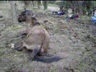 helliot encore ki se roule