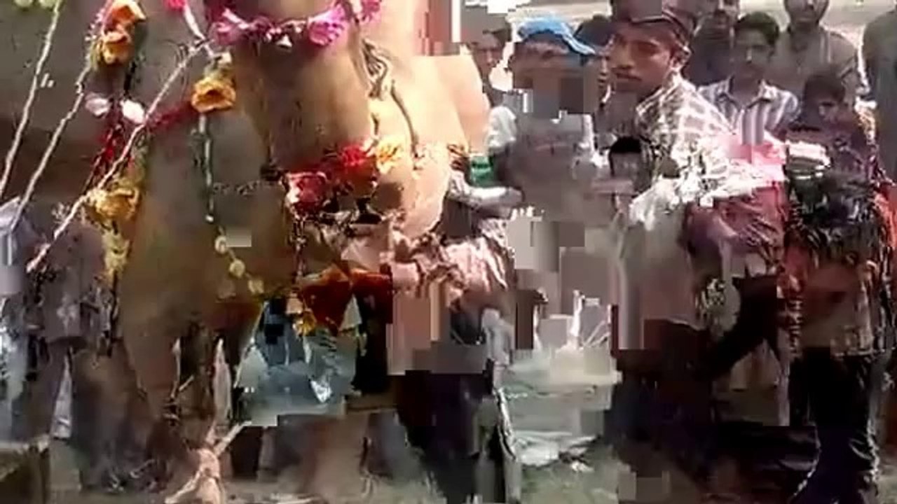 Camel out of Control Before Qurbani - Camel Qurbani 2014