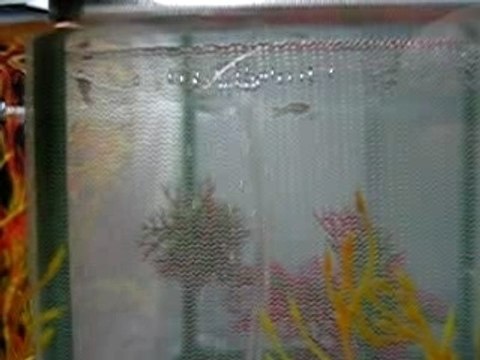 Alevins guppies à 16 jours