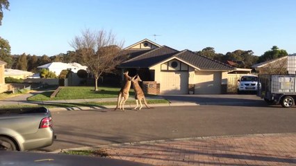 Un combat de rue typique en Australie