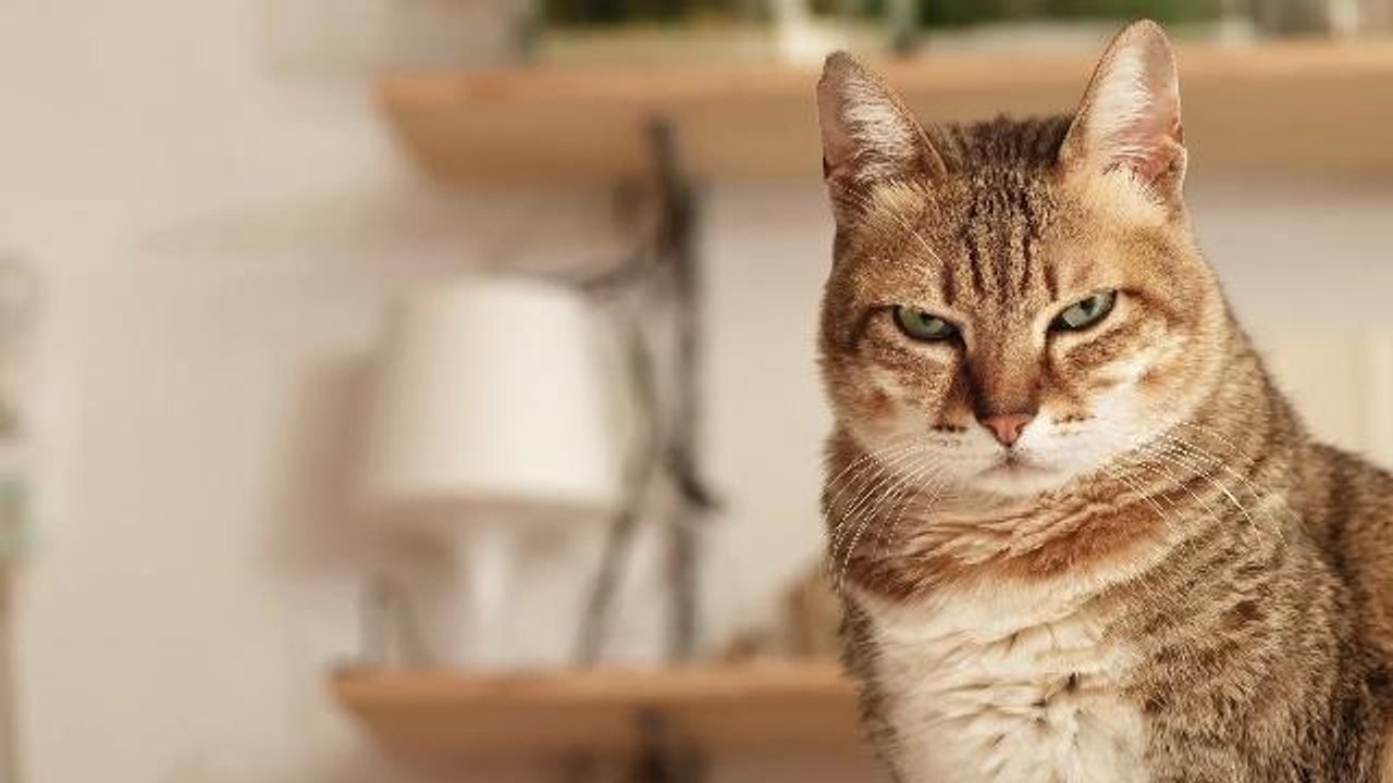 Study: You're Probably Stressing Out Your Cat
