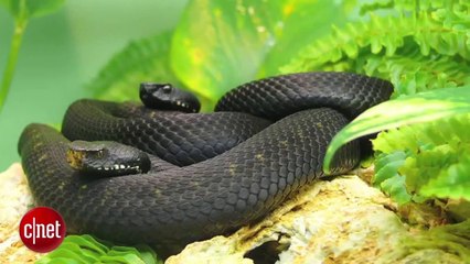 Apples iPhone 6 to get 3X the resolution!