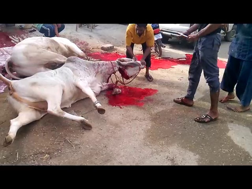 Sabih Cow 2014