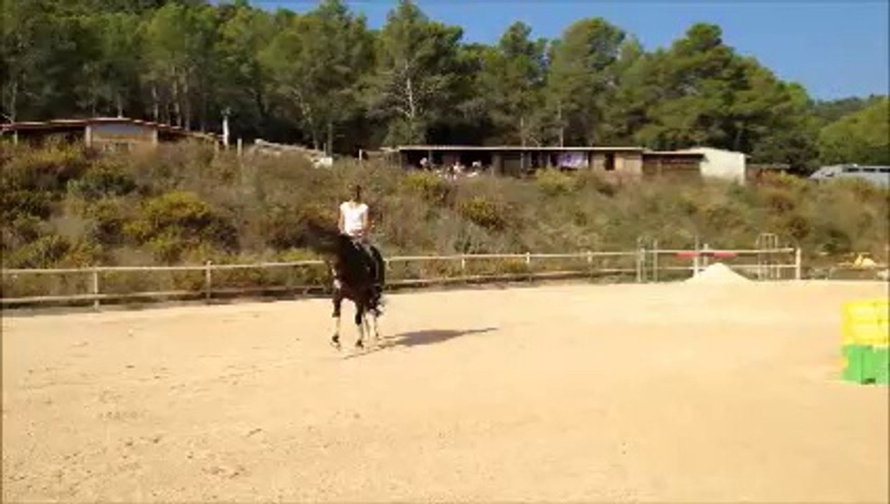 A VENDRE - Jument 8ans - dressage - Rivero II (DE) X Matador du Bois (SFA)