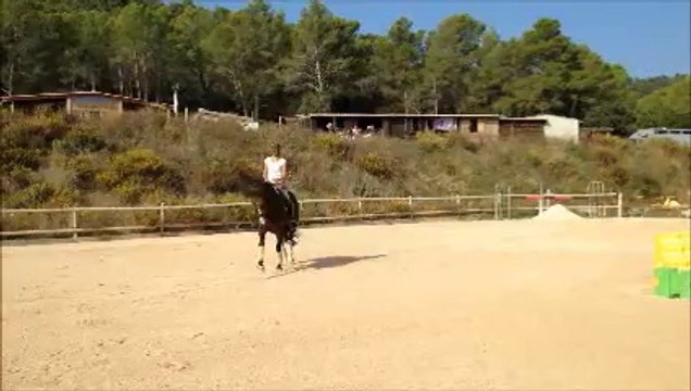 A VENDRE - Jument 8ans - dressage - Rivero II (DE) X Matador du Bois (SFA)