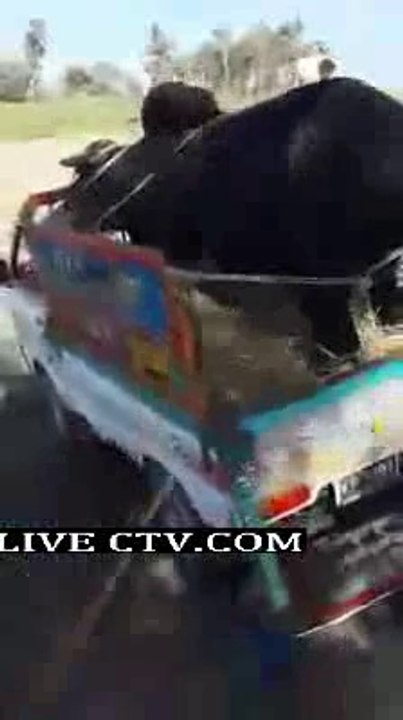 dabang bull on pick up on Eid ul azha 2014