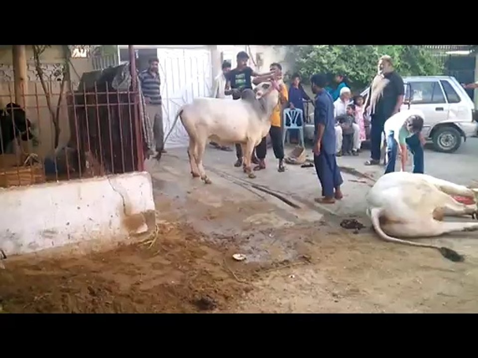 Najmicha Cow 2014
