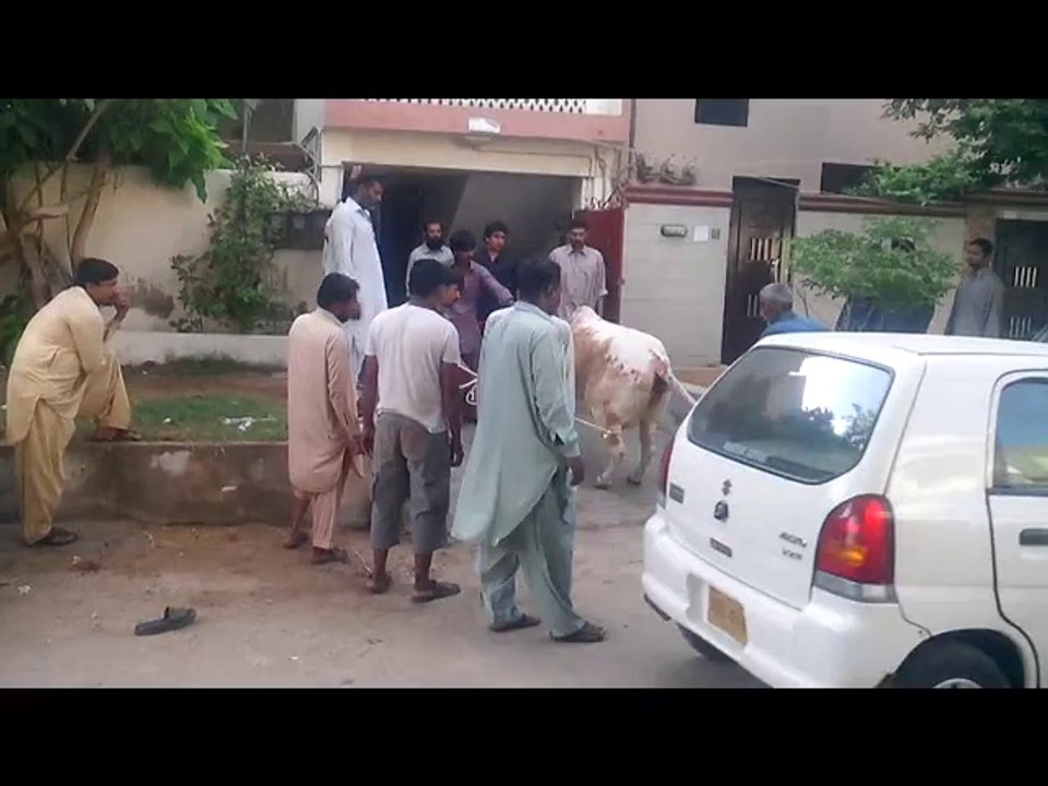 Mamo Saab Cow 2014