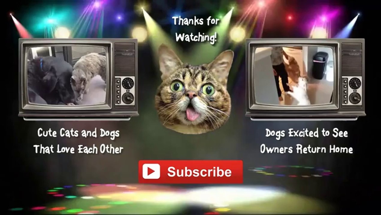 Funny Talking Cats Compilation 2014 [NEW HD]